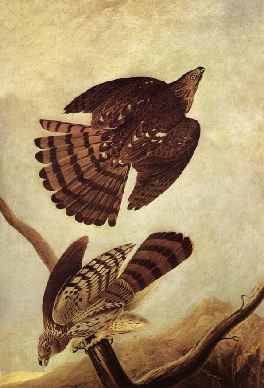 John James Audubon Stanley Hawk China oil painting art